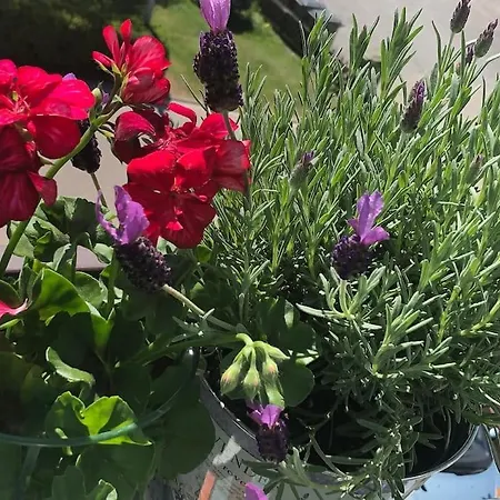 아파트 Mit Toller Aussicht 바드리에벤젤